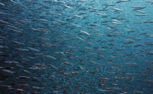 „Fish Can’t See Water” – o niewidzialności własnej kultury