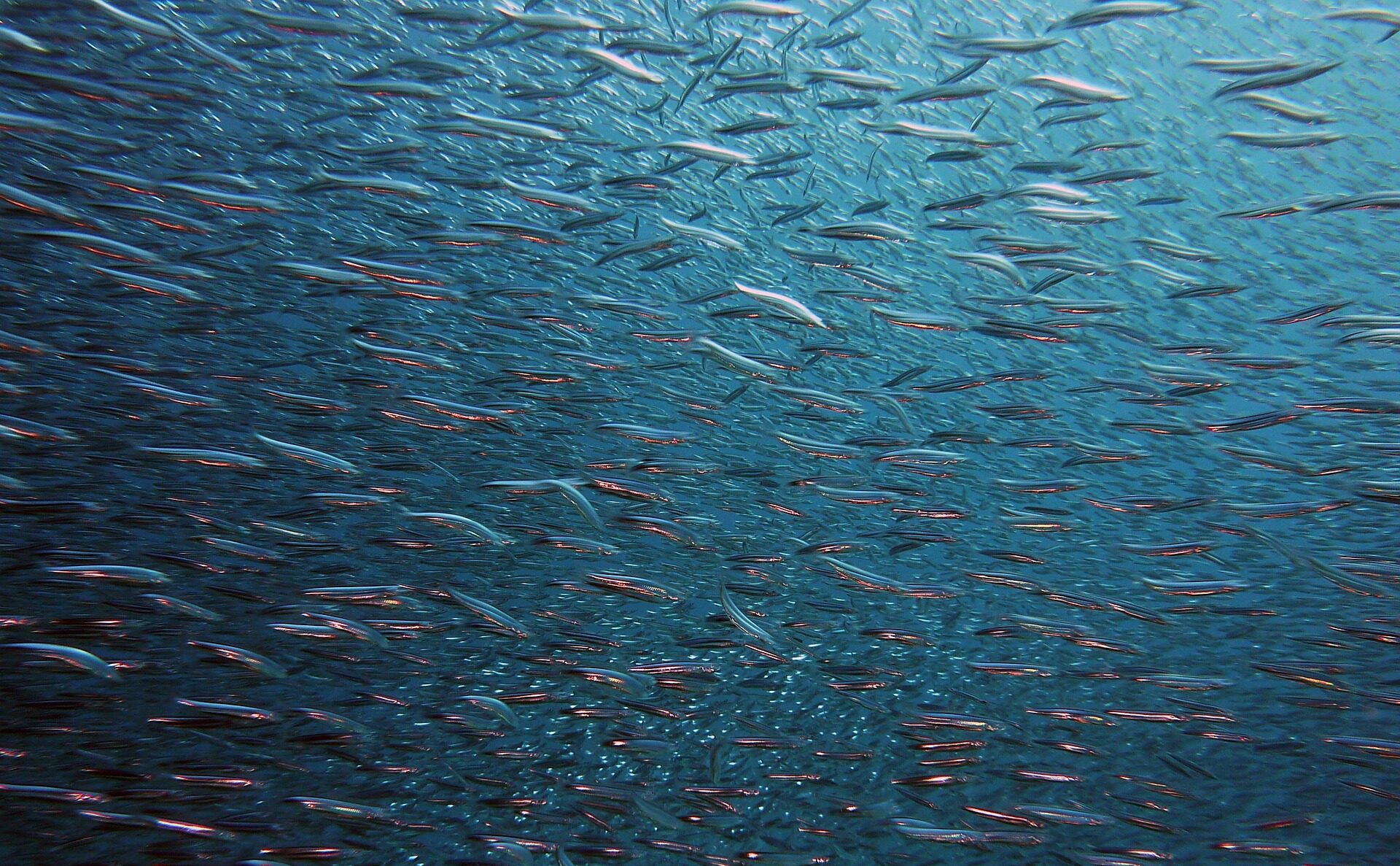 „Fish Can’t See Water” – o niewidzialności własnej kultury